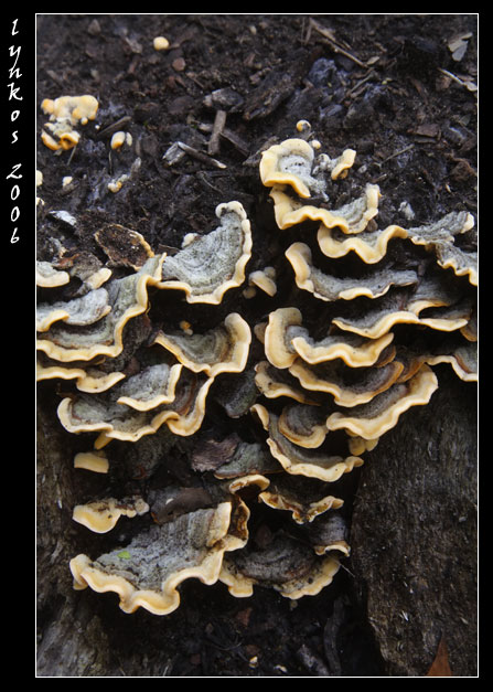 A spasso nel bosco 5