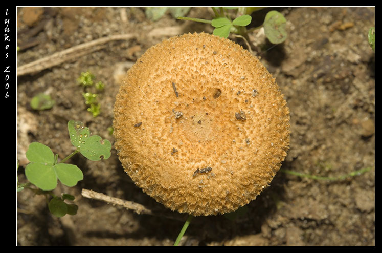 Un po'' alla volta 1