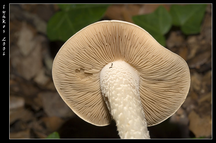 Tornando a Castelfusano