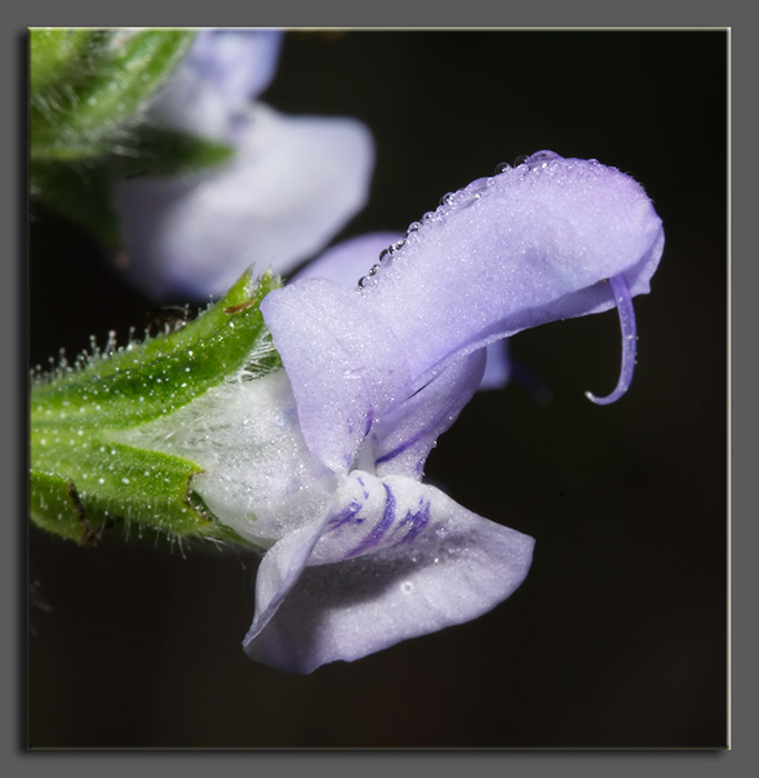 Fiore di Salvia (quiz)