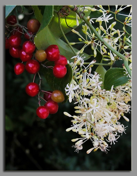Smilax aspera / Stracciabrache, Salsapariglia nostrana