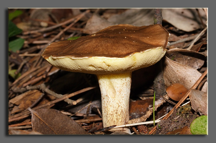 A spasso nel bosco 2