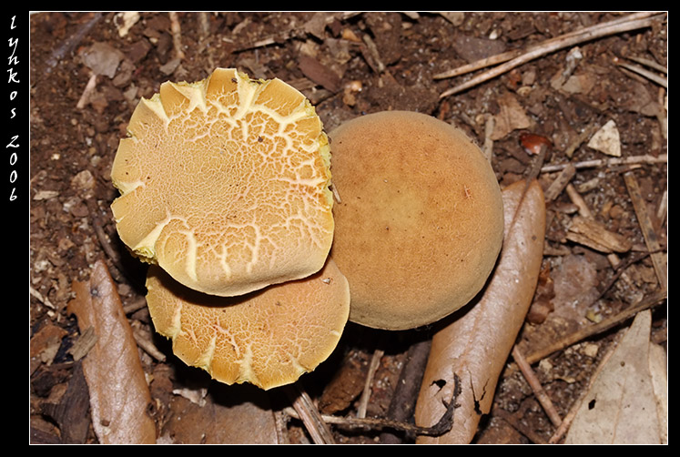 A spasso nel bosco 4