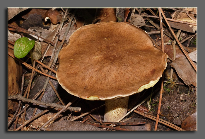 A spasso nel bosco 2