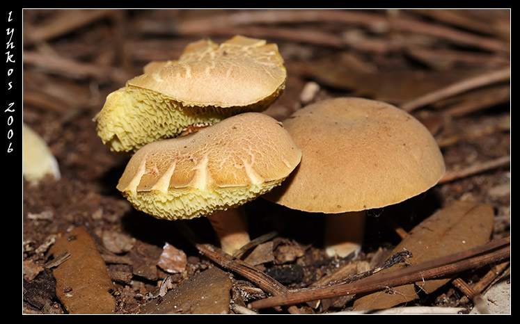 A spasso nel bosco 4