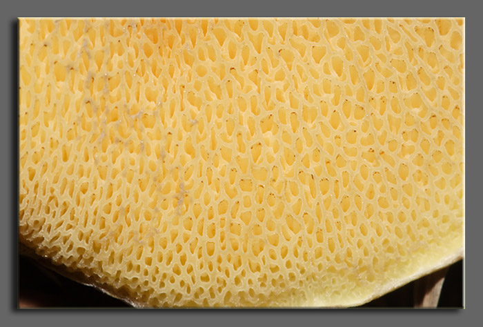 A spasso nel bosco 2