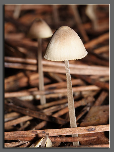 A spasso nel bosco 1