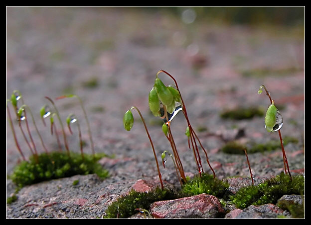 Muschio nella pioggia