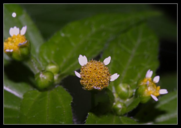 Galinsoga parviflora / Galinsoga comune