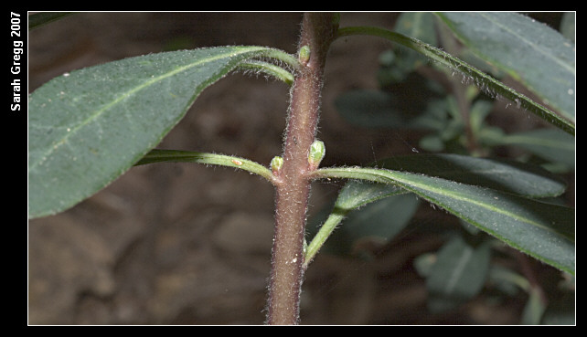 Euphorbia amygdaloides / Euforbia mandorlo