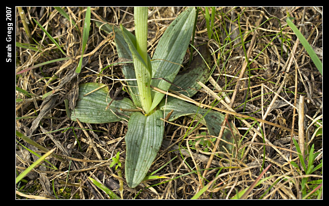 Ophrys exaltata subsp. montis-leonis (ex Ophrys tyrrhena)