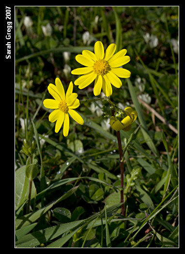 Senecio leucanthemifolius