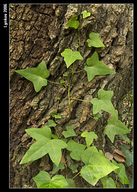 Semplicemente un albero