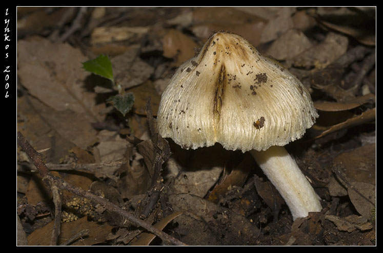 Tornando a Castelfusano