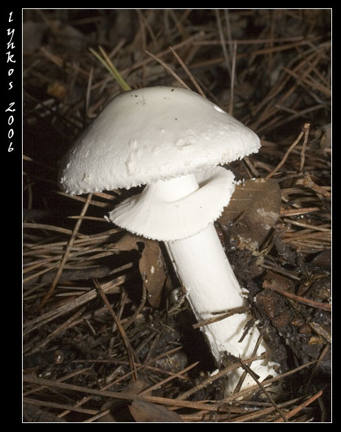 Sempre a Castelfusano