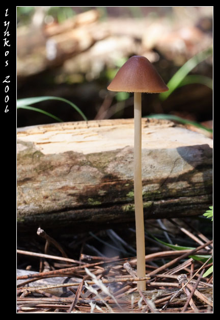 A spasso nel bosco 5