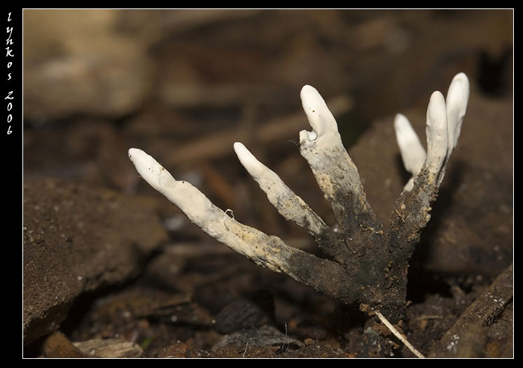 Un po'' alla volta 1