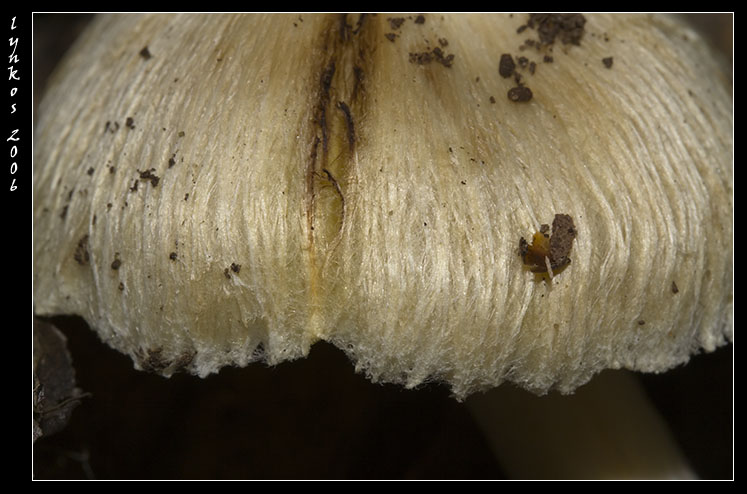 Tornando a Castelfusano