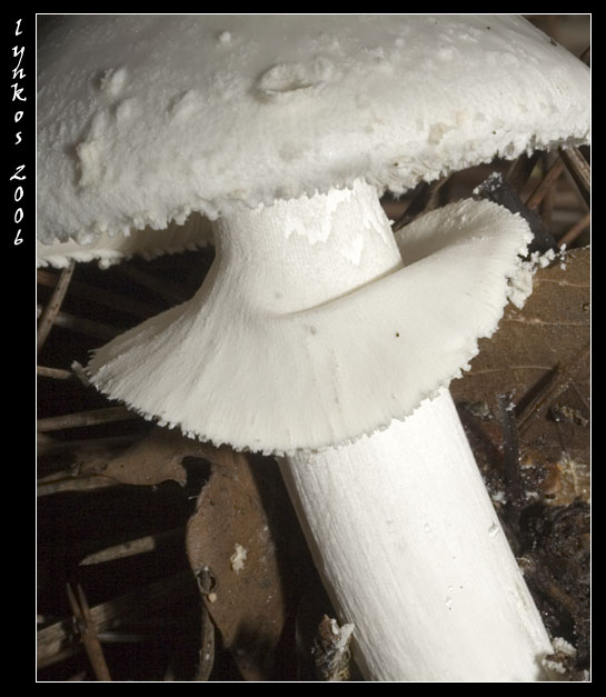 Sempre a Castelfusano