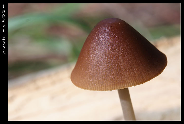 A spasso nel bosco 5