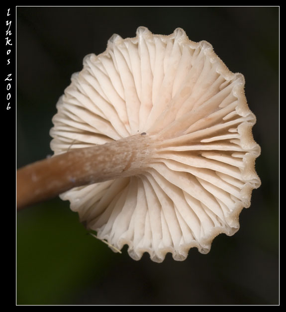 Qualche giorno fa...