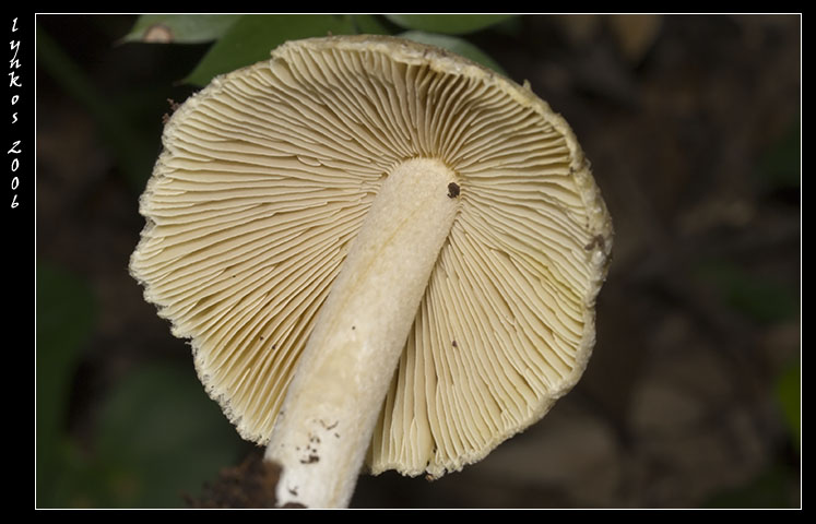 Tornando a Castelfusano