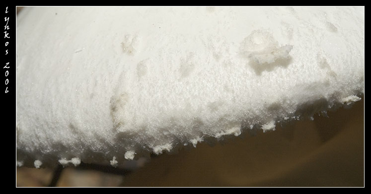 Sempre a Castelfusano