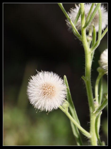 genere Erigeron