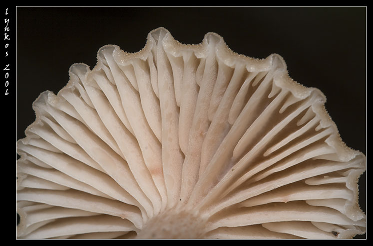 Qualche giorno fa...