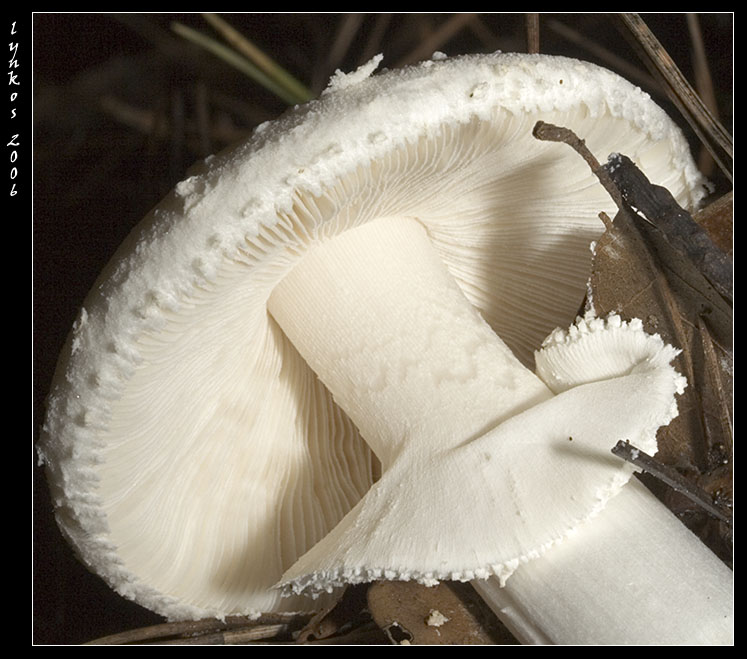 Sempre a Castelfusano