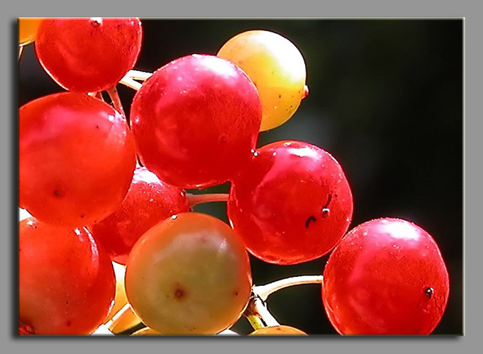 Smilax aspera / Stracciabrache, Salsapariglia nostrana