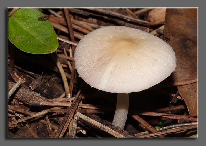 A spasso nel bosco 1