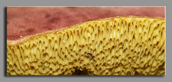 A spasso nel bosco 2