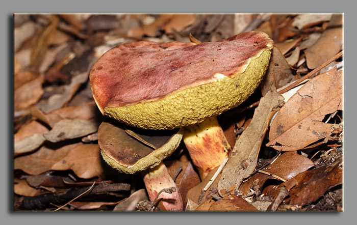 A spasso nel bosco 2