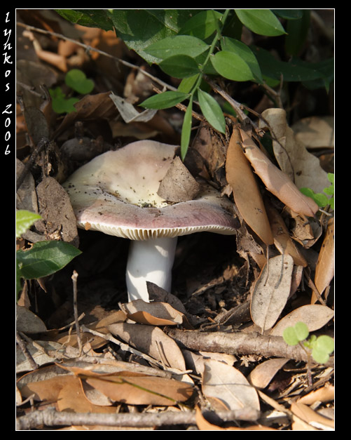 A spasso nel bosco 4