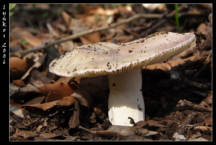 A spasso nel bosco 4