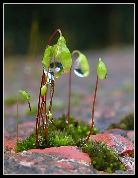 Muschio nella pioggia