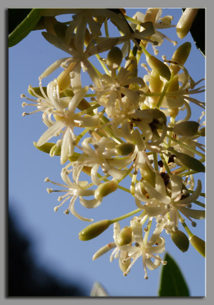 Smilax aspera / Stracciabrache, Salsapariglia nostrana