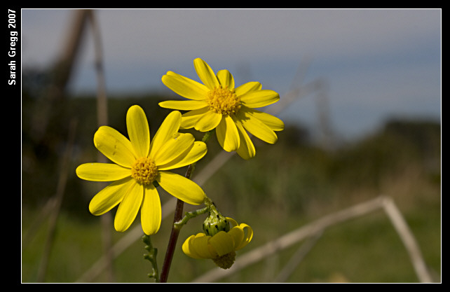 Senecio leucanthemifolius