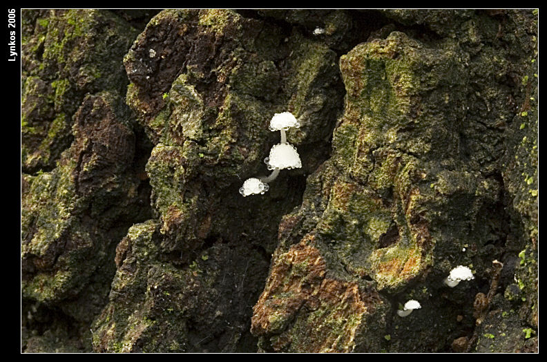 Semplicemente un albero