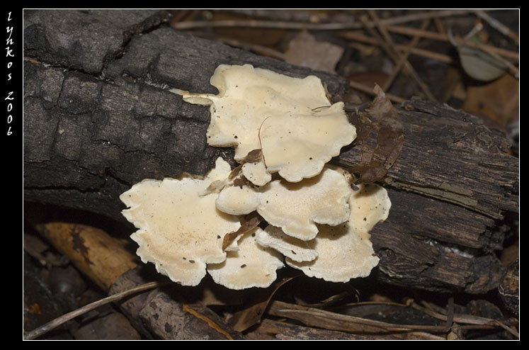 Qualche giorno fa...