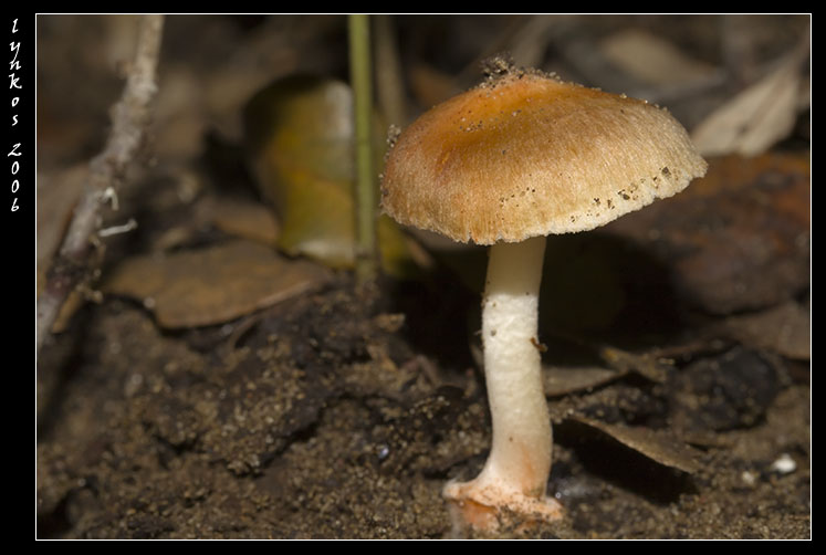 Tornando a Castelfusano