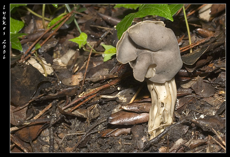 Sempre a Castelfusano