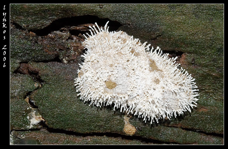 A spasso nel bosco 5
