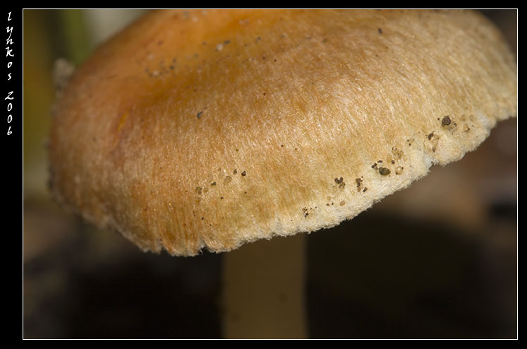 Tornando a Castelfusano