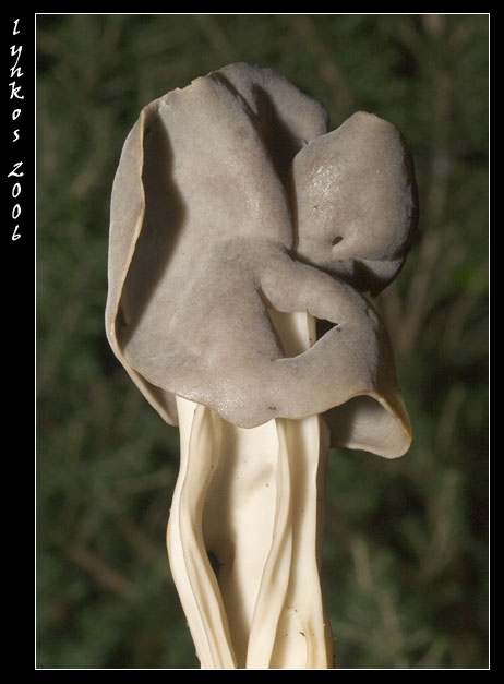 Sempre a Castelfusano