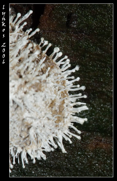 A spasso nel bosco 5
