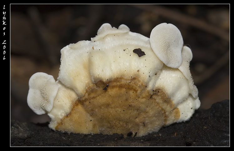 Qualche giorno fa...