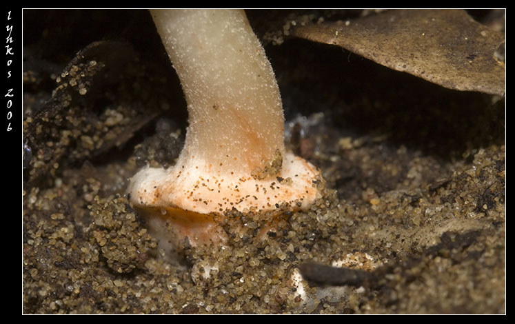 Tornando a Castelfusano