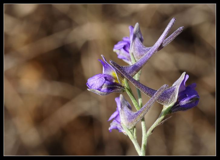 Delphinium peregrinum L. / Speronella peregrina